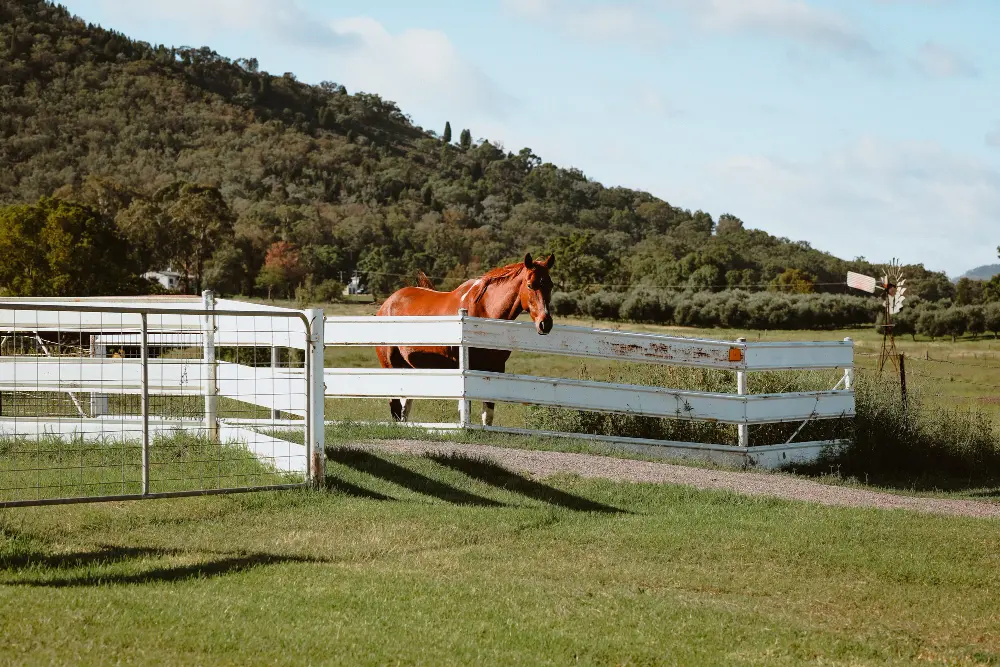 Brown horse standing behind a wooden fence in a farm