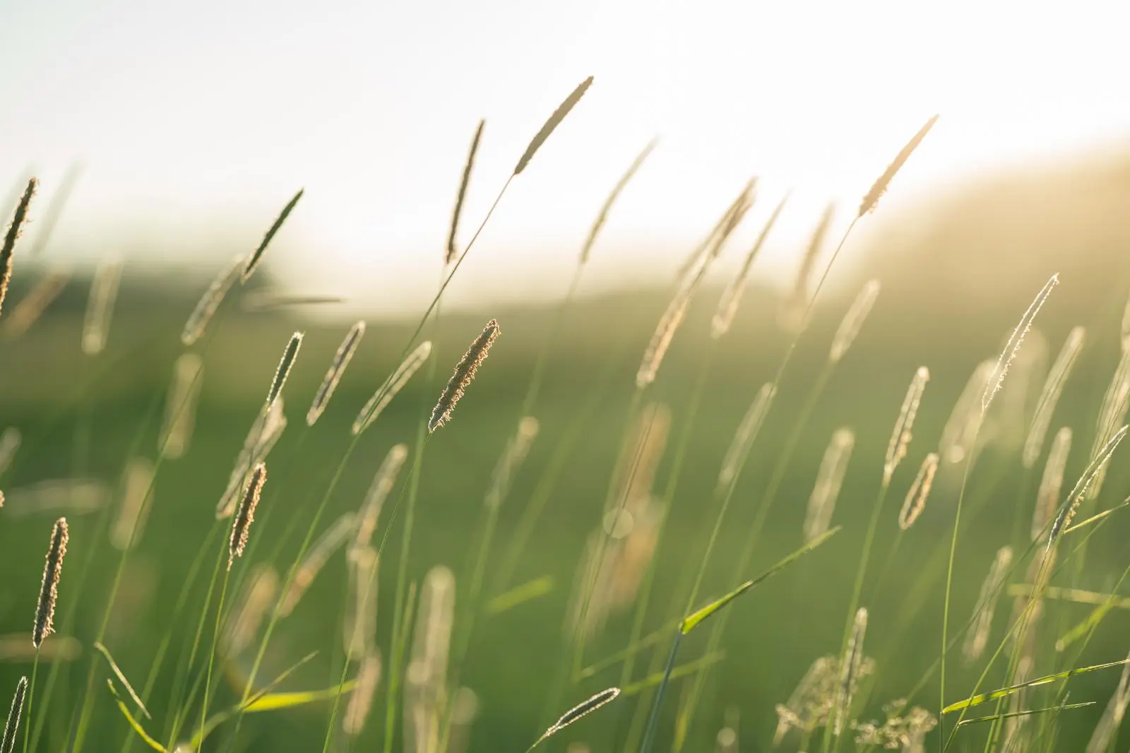 Grünland-Transparente Kosten
